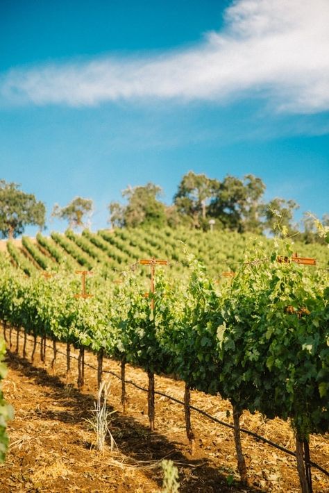 Vineyard rows under a blue California sky