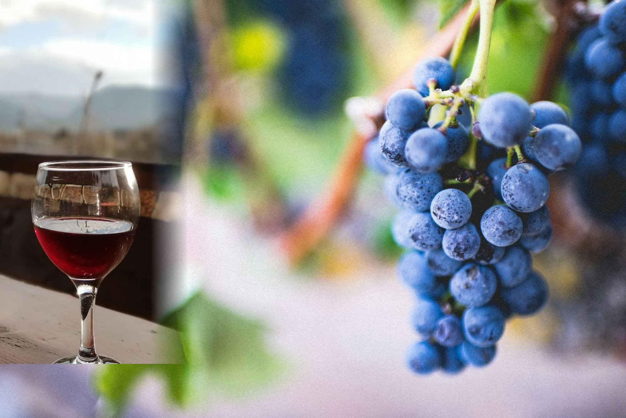 A glass of estate red wine on a terrace overlooking the valley